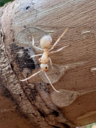 Camponotus mutilarius — 9
