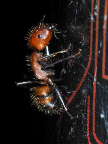Nicobar Carpenter Ant — 4