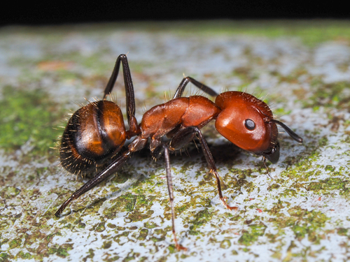 Nicobar Carpenter Ant — 5