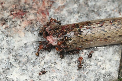 Nicobar Carpenter Ant — 6