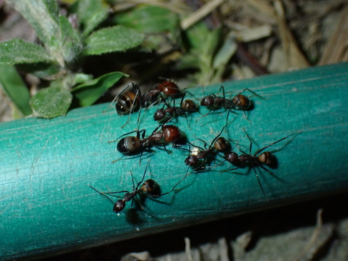 Nicobar Carpenter Ant — 8