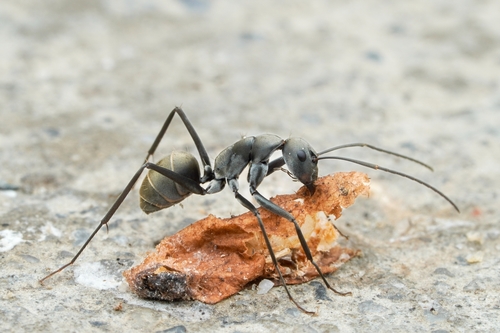 Camponotus parius — 3