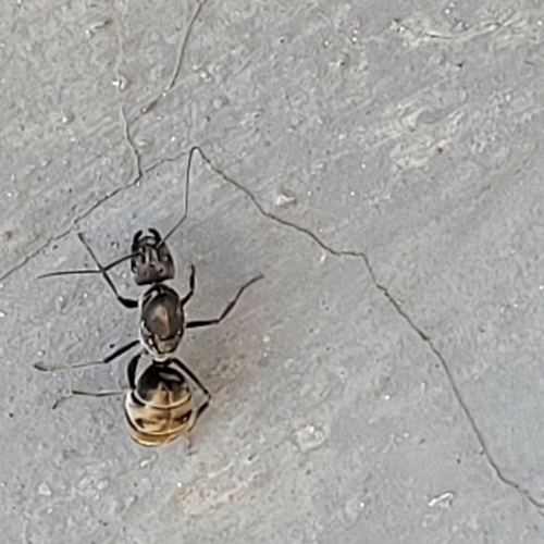 Camponotus parius — 7