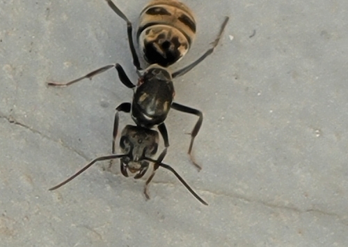 Camponotus parius — 9