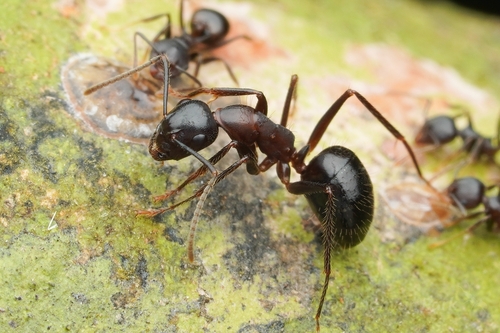Camponotus rufifemur — 1
