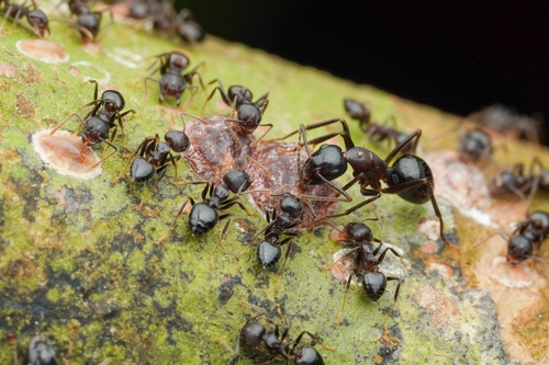 Camponotus rufifemur — 3