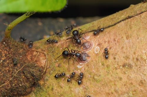 Camponotus rufifemur — 6