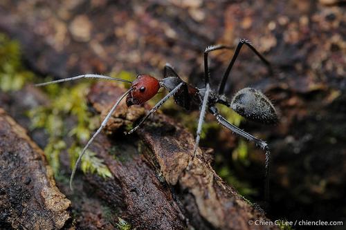 Camponotus singularis — 1
