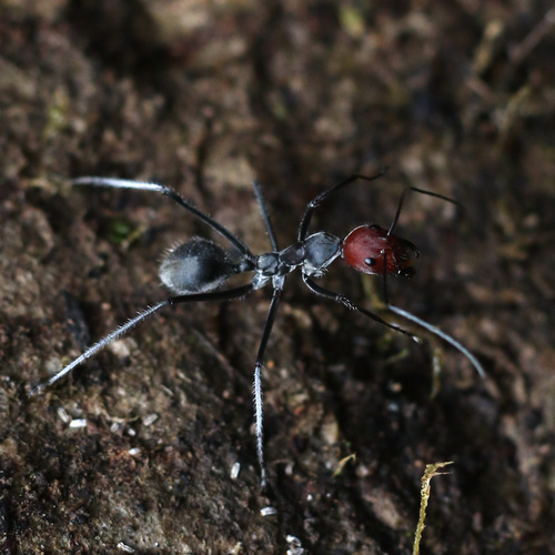 Camponotus singularis — 2