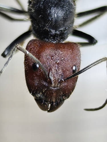 Camponotus singularis — 7