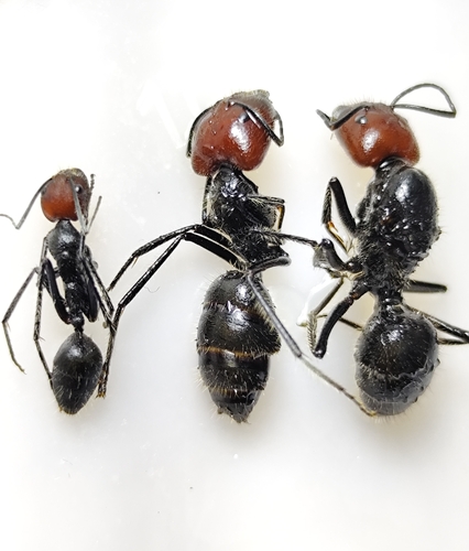 Camponotus singularis — 9