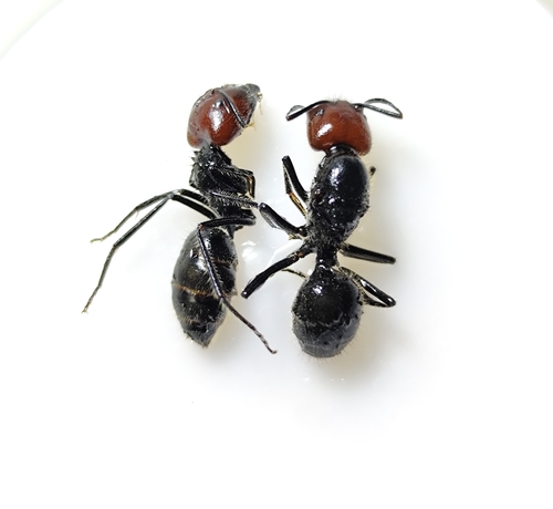 Camponotus singularis — 10