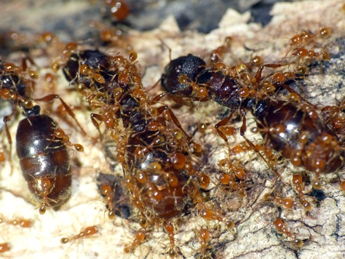 Carebara affinis — 1