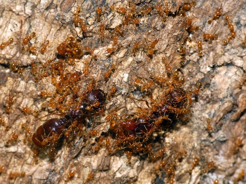Carebara affinis — 3