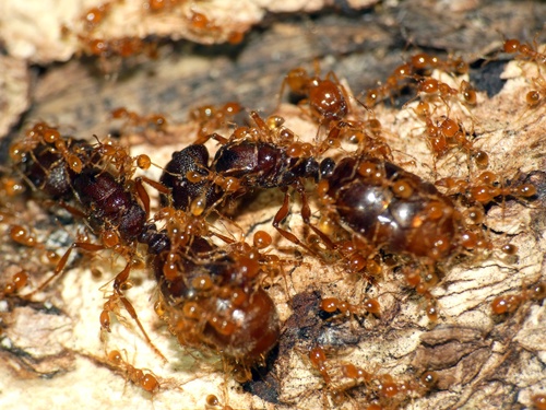 Carebara affinis — 4