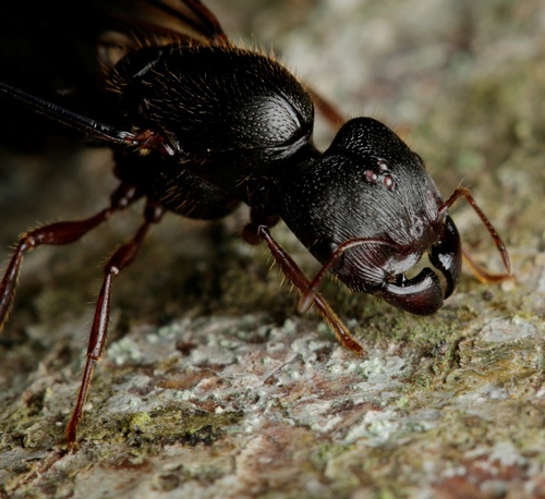 Carebara affinis — 6