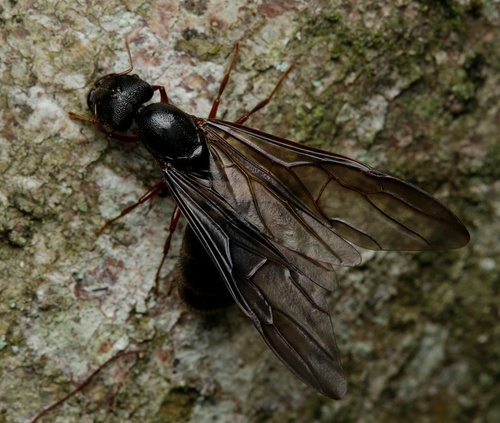 Carebara affinis — 7