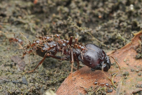 Asian Marauder Ant — 1
