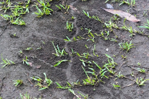 Asian Marauder Ant — 7