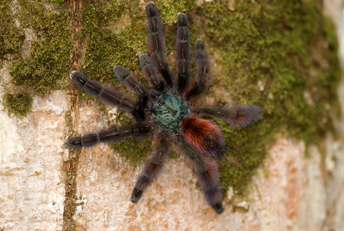 Antilles Pinktoe Tarantula — 2
