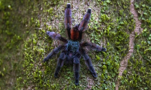 Antilles Pinktoe Tarantula — 3