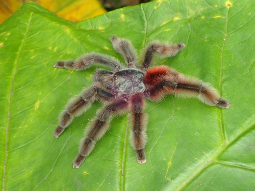 Antilles Pinktoe Tarantula — 5