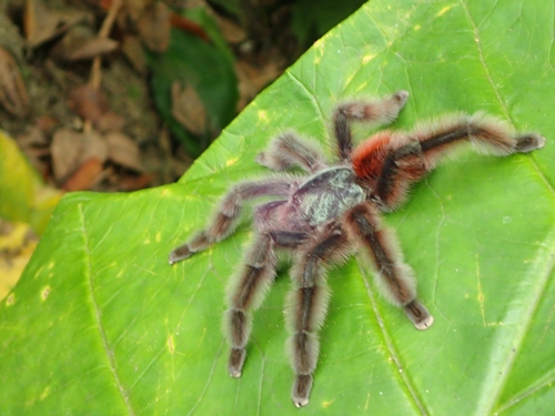 Antilles Pinktoe Tarantula — 6