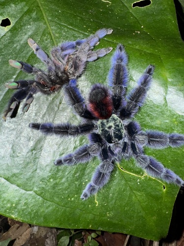 Antilles Pinktoe Tarantula — 7