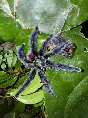 Antilles Pinktoe Tarantula — 8