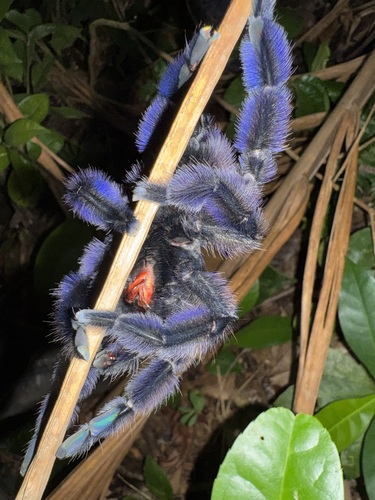 Antilles Pinktoe Tarantula — 9