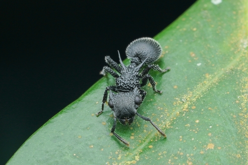 Shield Ant à Cornes — 4