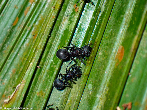 Shield Ant à Cornes — 5
