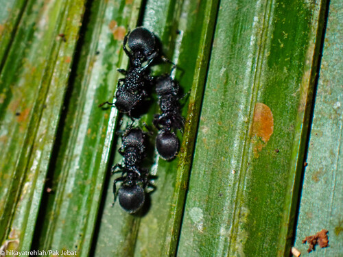 Shield Ant à Cornes — 6