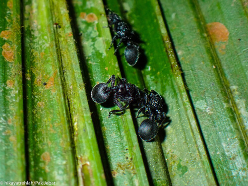 Shield Ant à Cornes — 7