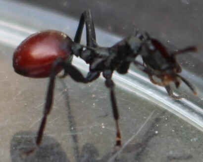 Common Giant Turtle Ant — 2