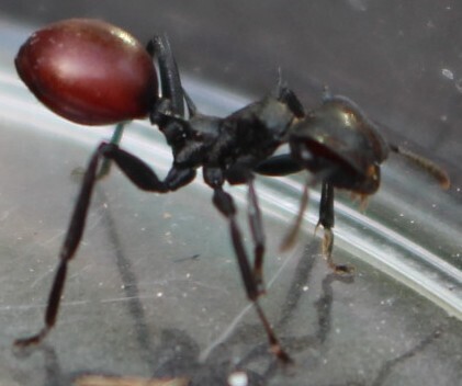 Common Giant Turtle Ant — 3