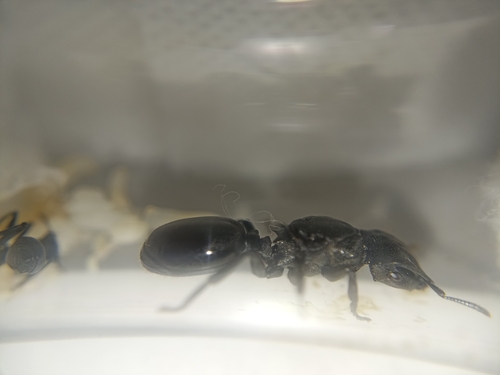 Common Giant Turtle Ant — 9