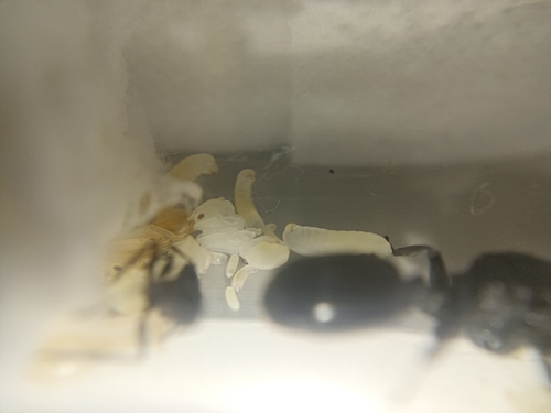 Common Giant Turtle Ant — 10