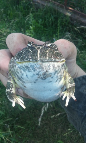 Chacoan Horned Frog — 2