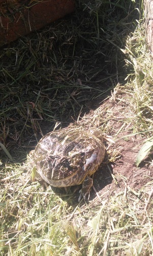 Chacoan Horned Frog — 3