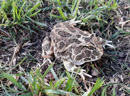 Chacoan Horned Frog — 10