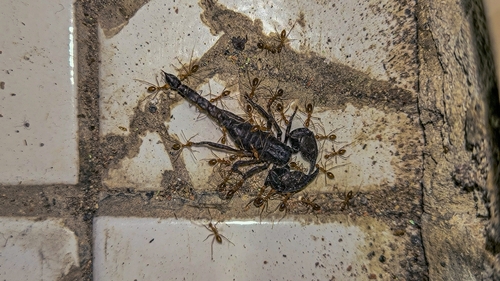Scorpion nain varié — 1