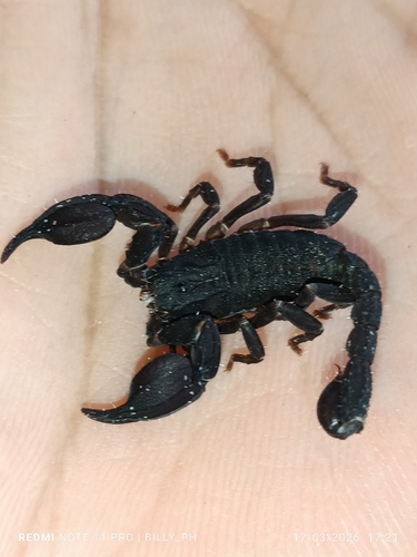 Scorpion nain varié — 3