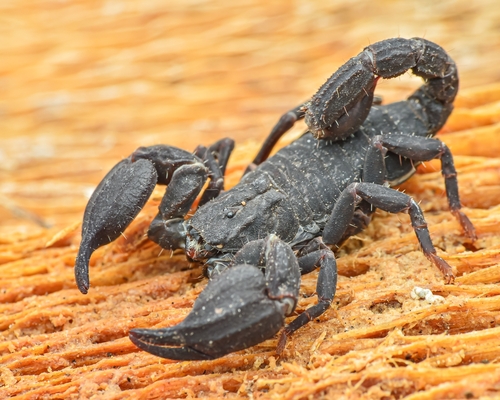 Scorpion nain varié — 7