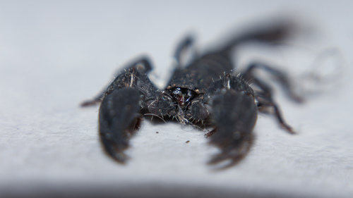 Scorpion nain varié — 10