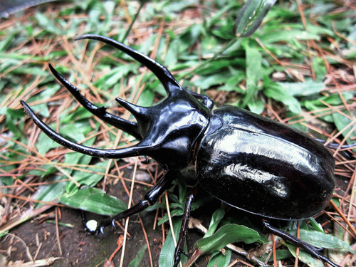 Chiron Beetle — 1