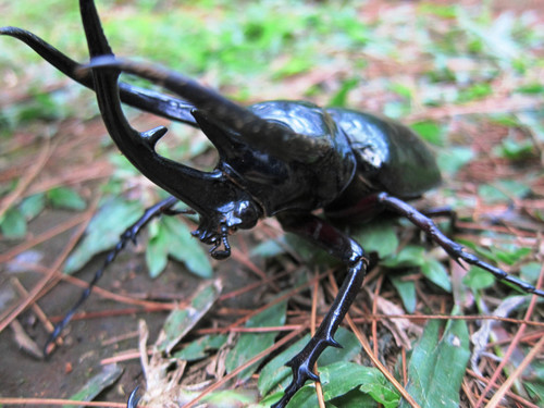 Chiron Beetle — 2