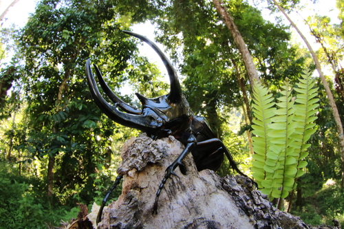 Chiron Beetle — 10