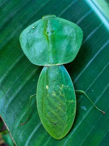 Hooded Mantis — 4
