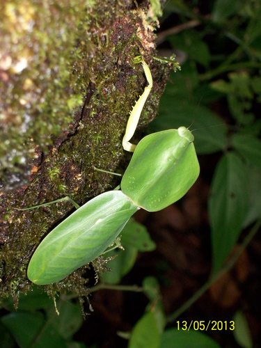 Hooded Mantis — 10